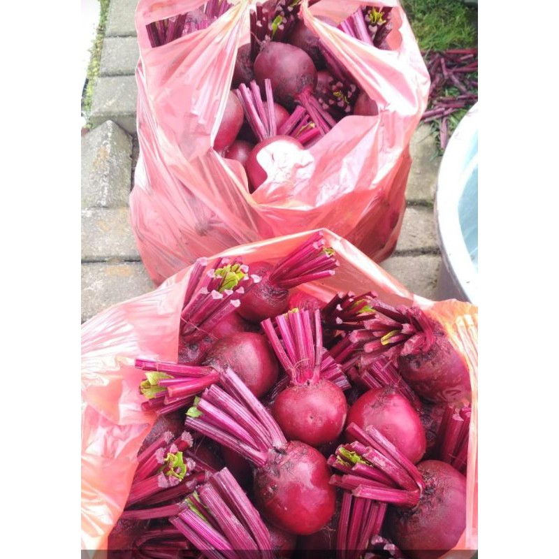 Buah beetroot segar 1kg