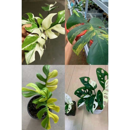 Bibit Tanaman hias Monstera paket hemat 4 Tanaman hias Monstera
