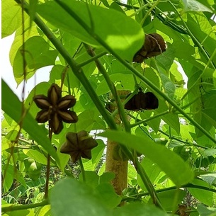 

Sacha Inci - (Kacang Incha) Utuh Masih Kulit Kering - 1 Kg