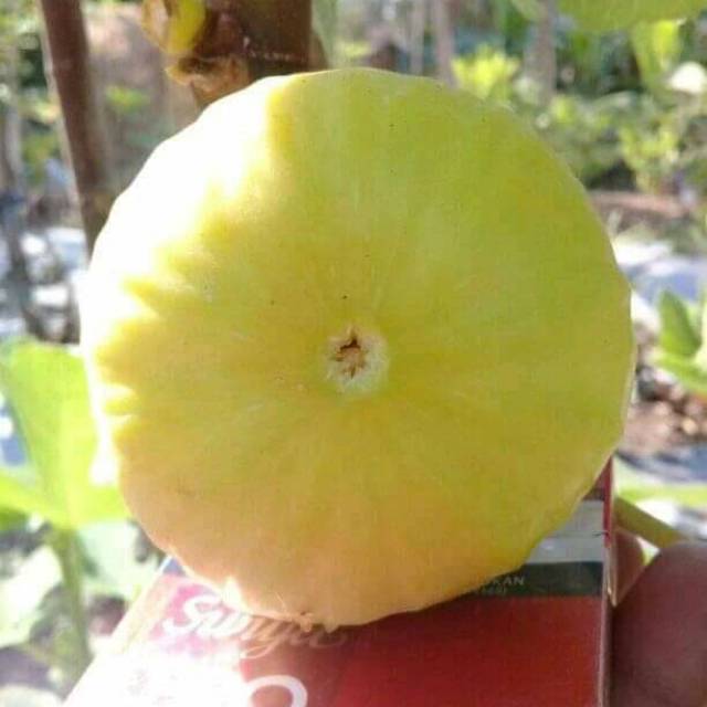 Bibit buah tin jenis Jin Ao Fen (JAF)