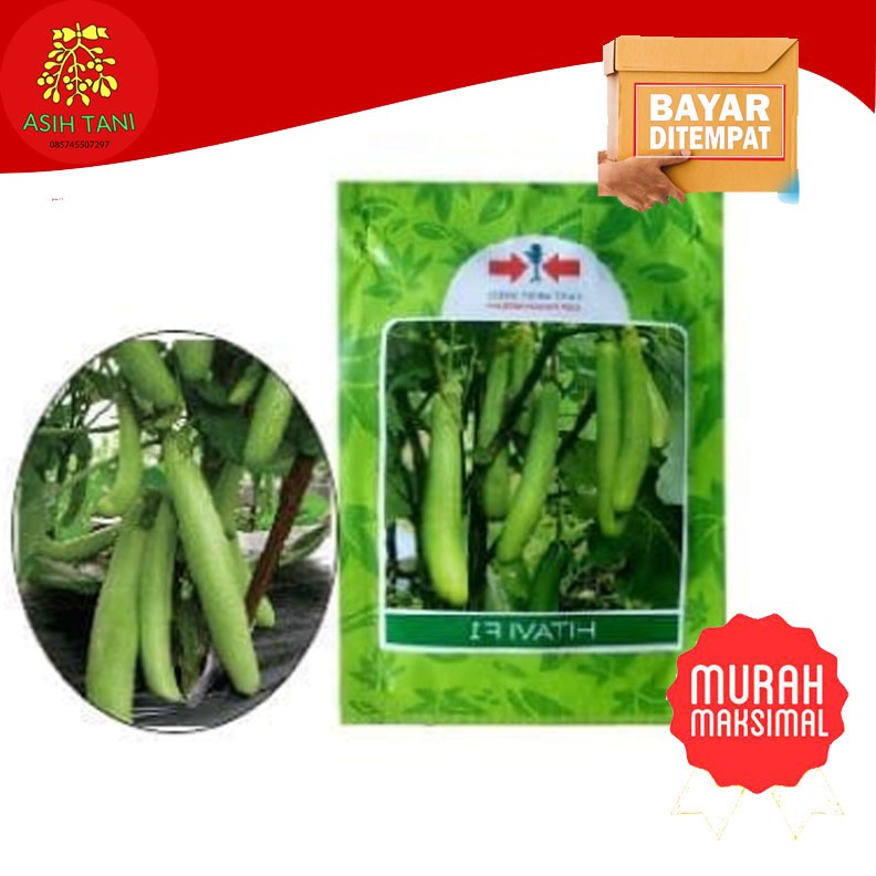 Benih Terong Hijau Hitavi F1