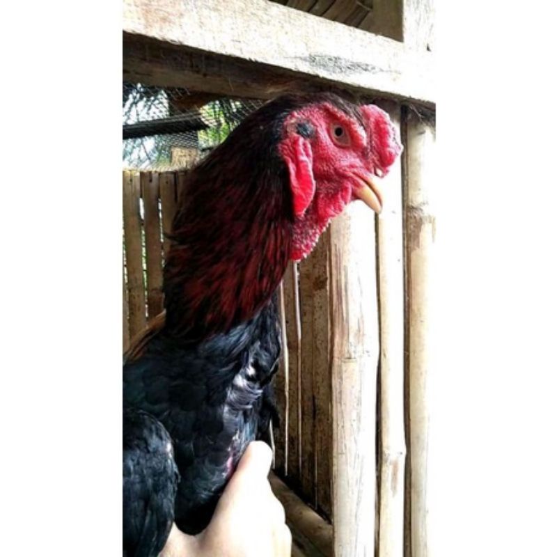 TELUR AYAM BANGKOK SHAMO EROPA FERTIL ASLI PETARUNG DAN ADUAN SIAP UNTUK DITETASKAN