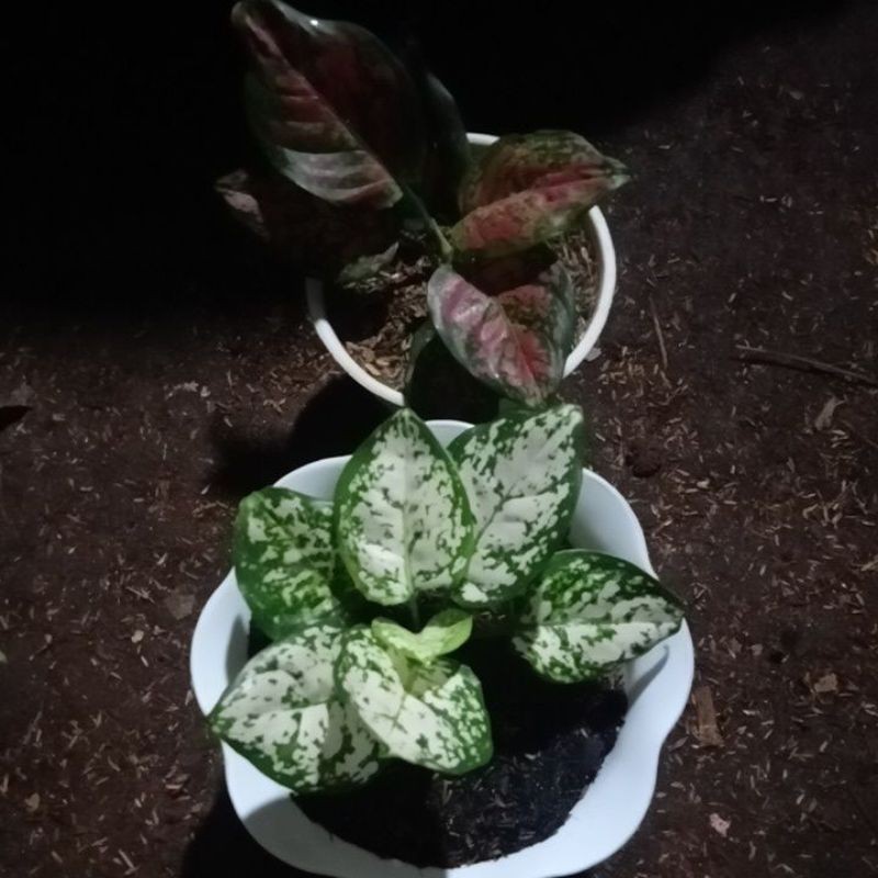 paketan aglonema dut white dut anjamani