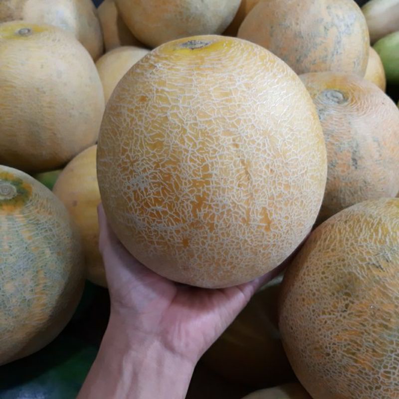 

Buah melon madu