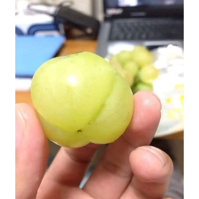 GA3 mutasi buah Anggur