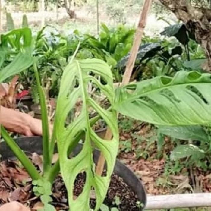 tanaman hias monstera adansoni -janda bolong. tinggi 20/25cm