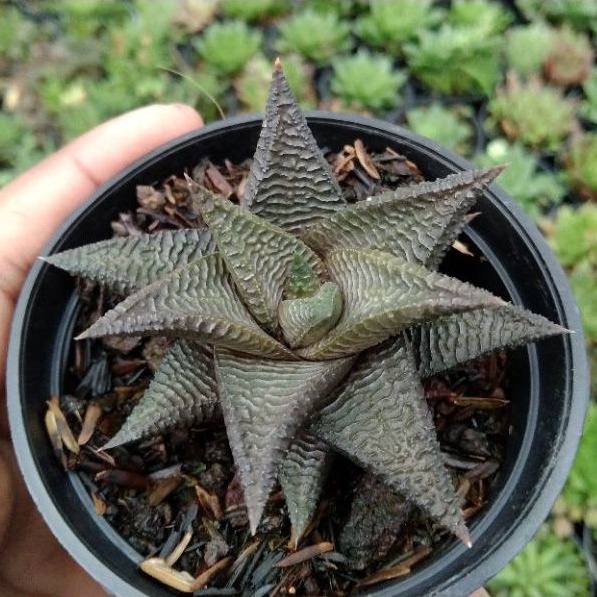 kaktus sukulen// haworthia limipolia coklat
