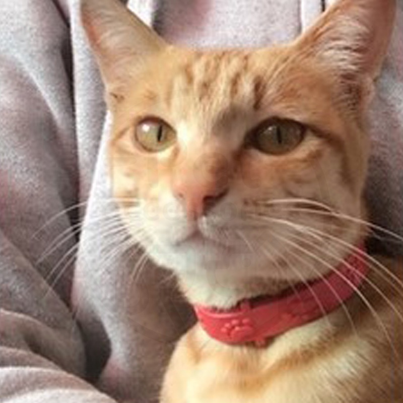 Kalung Anti Kutu Kucing - Kalung Obat Anti Kutu Kucing Kelinci Anjing Musang Flea Tick Cat Kitten