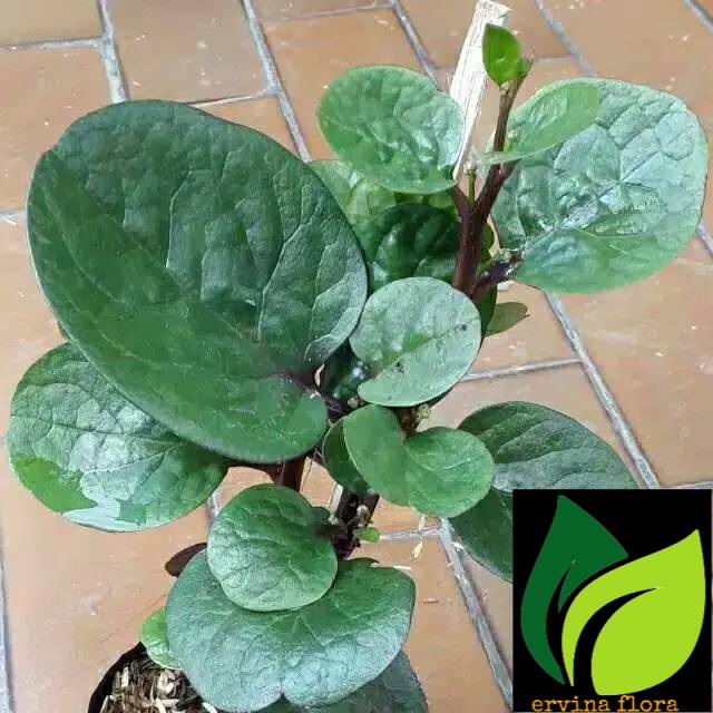 Tanaman herbal binahong merah-pohon binahong merah