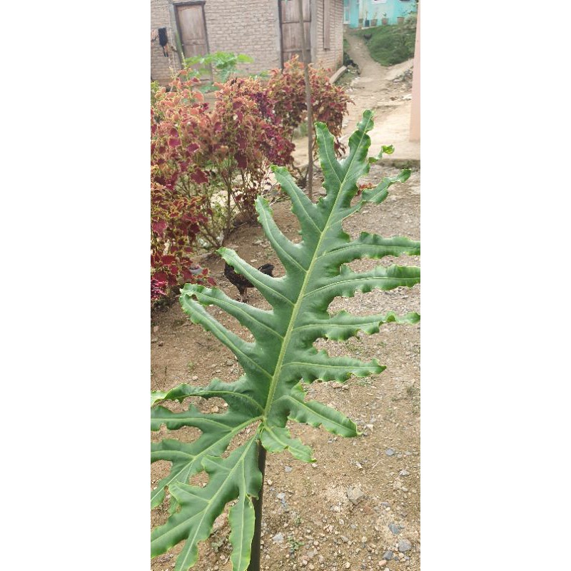 bibit talas jari besar