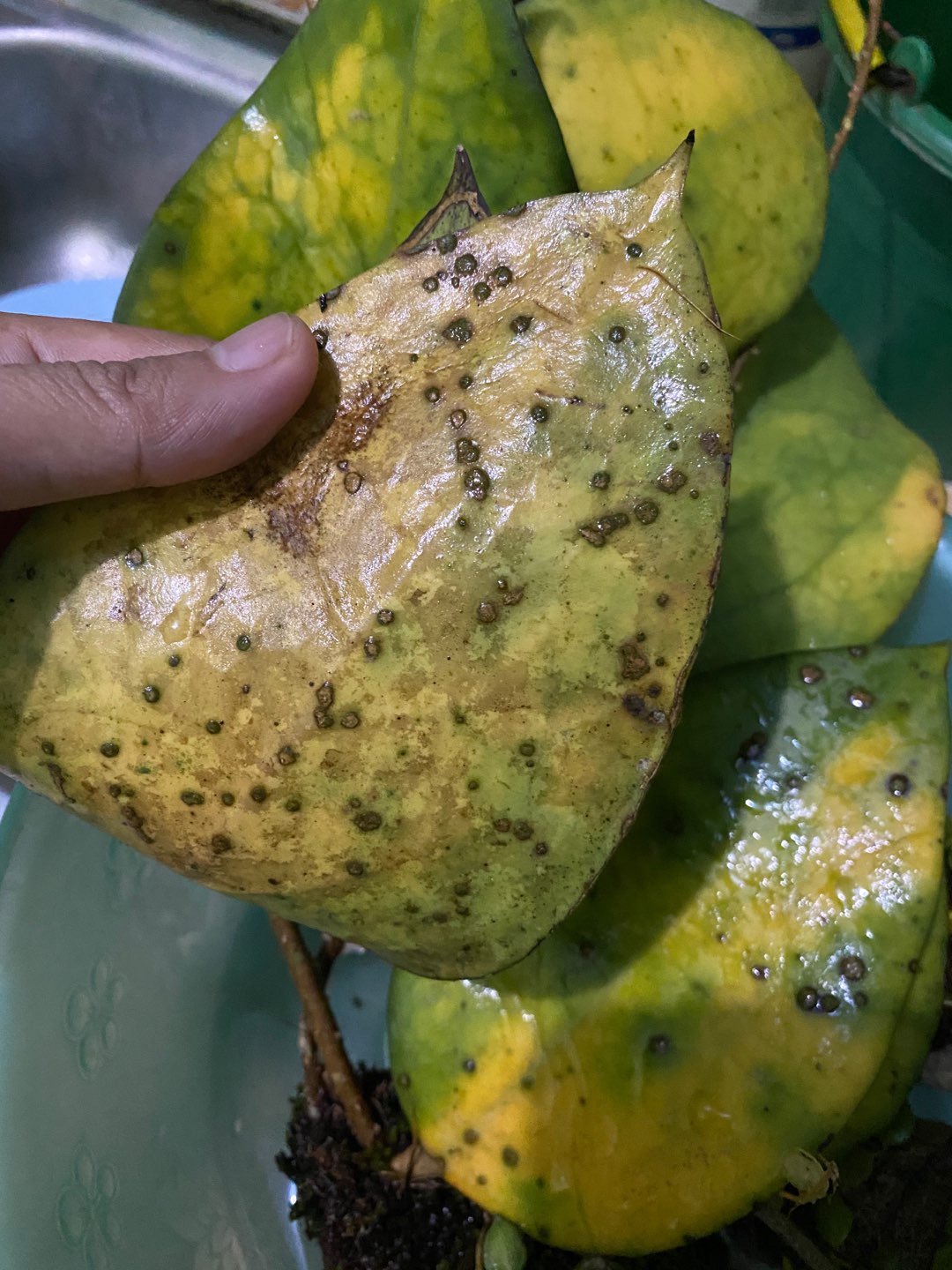 Hoya Verticilata