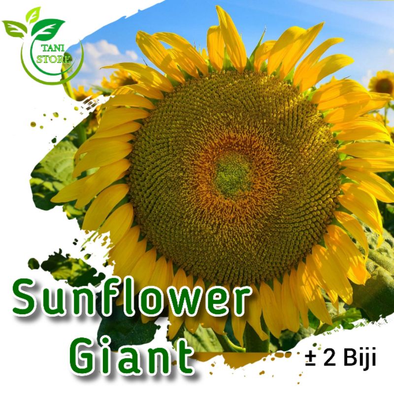 ±2 Biji Bibit bunga matahari jumbo super besar sunflower giant import unggul
