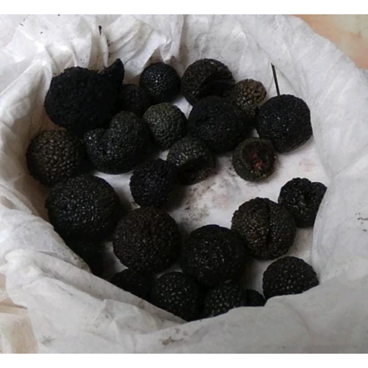 

FRESH BLACK ITALIAN TRUFFLE MUSHROOM 500GR