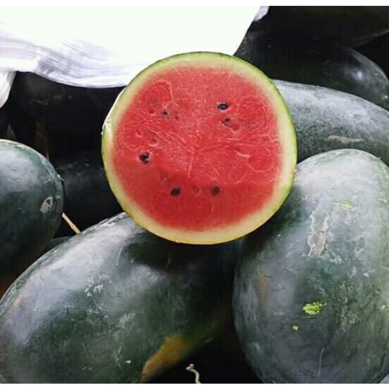 

Semangka InuL 1 Buah