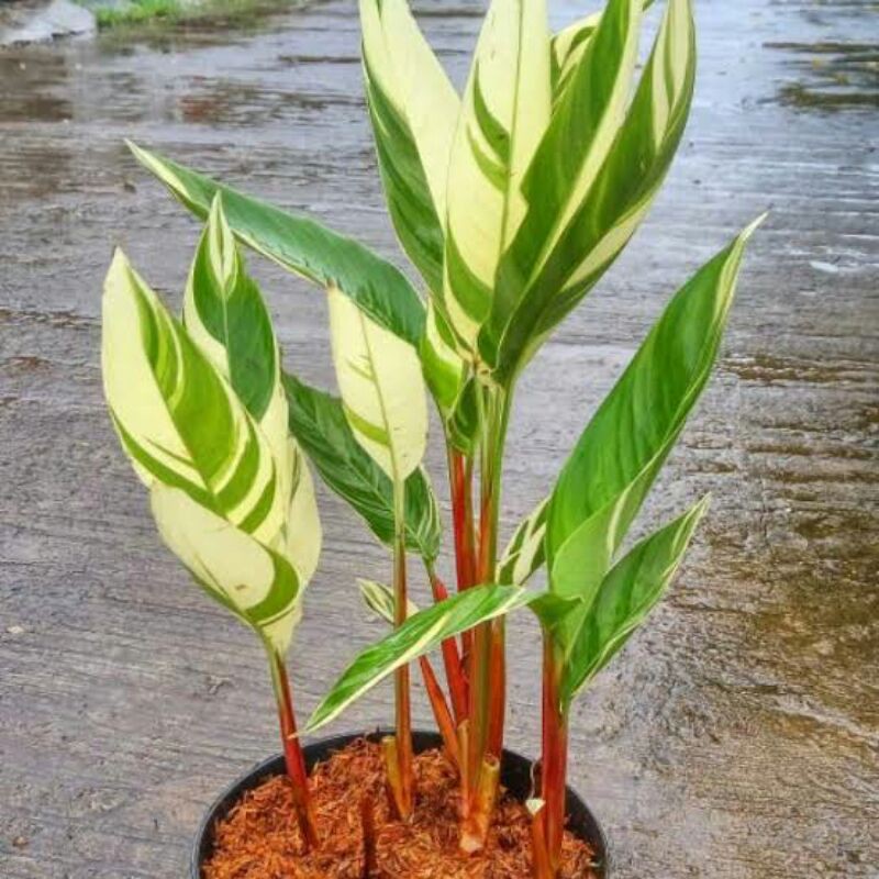 tanaman hias pisang pisangan varigata bunga hidup heliconia indoor outdoor