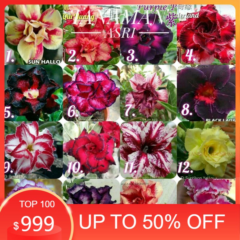 BIBIT - ADENIUM KAMBOJA JEPANG BONGGOL BESAR