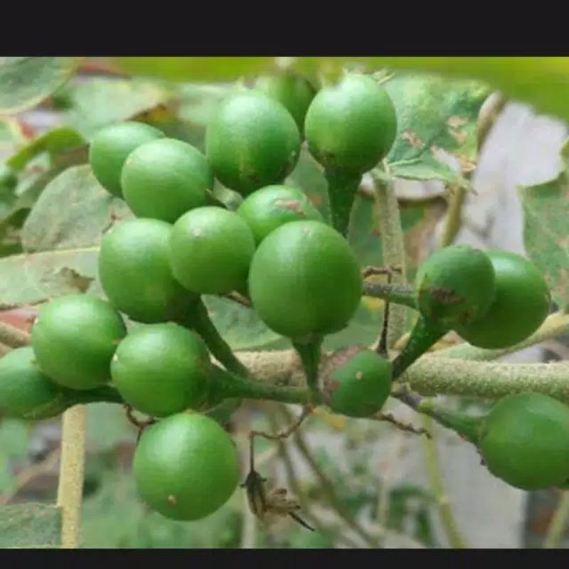 

Buah cepokak/takokak 250G