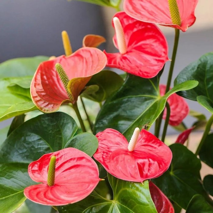 Anthurium Mickey Mouse Merah / Tanaman Hias Hidup Indoor