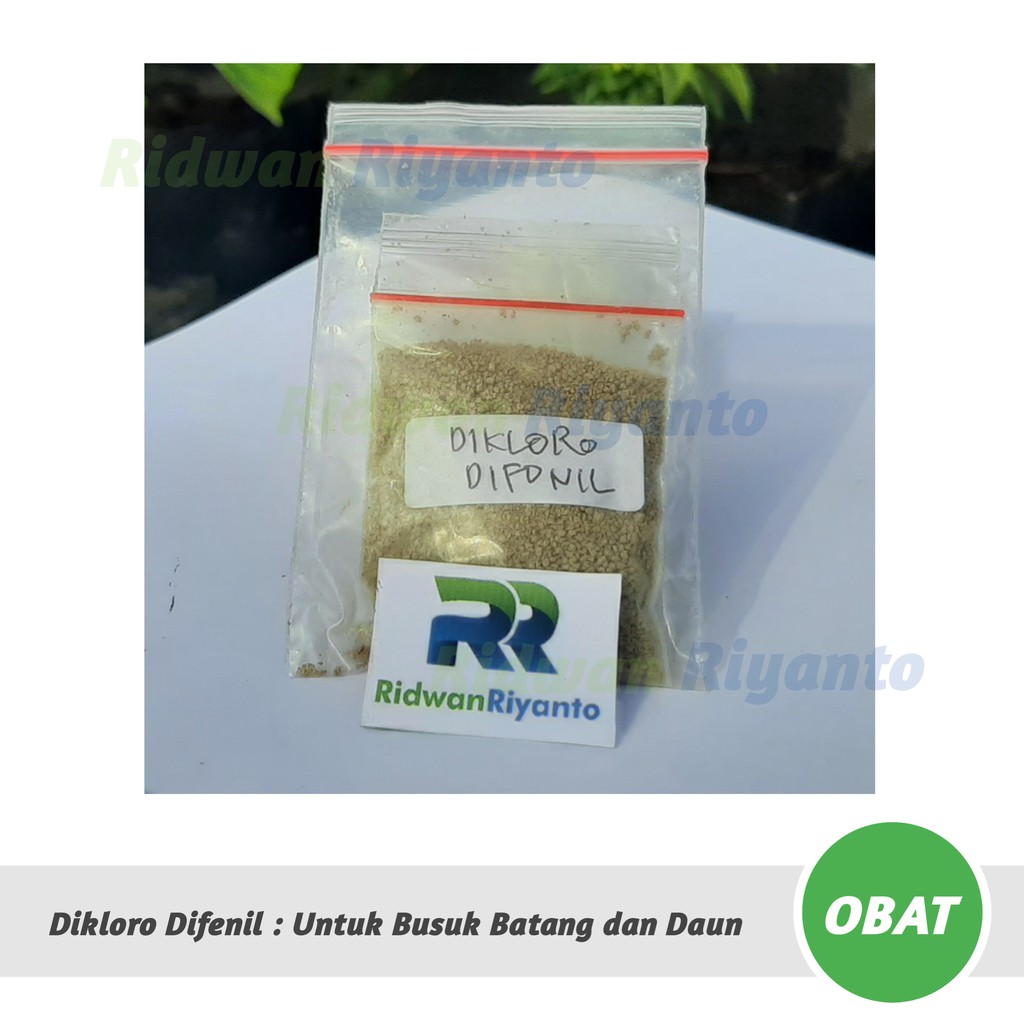 OBAT Cabai DIKLORO DIFENIL Untuk Busuk Batang dan Daun