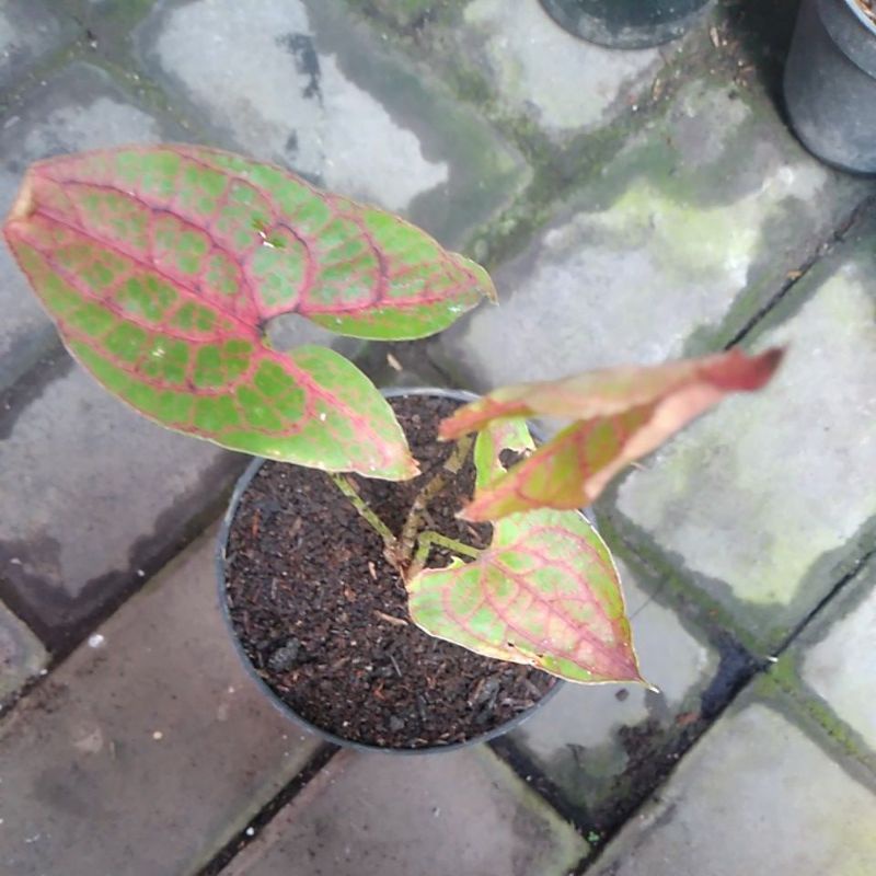 Cyrtosperma Johnstonii "Black Jack"/crytosprema/alocasia crytosprema black Jack/alokasia black jack