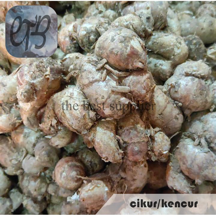 

Cikur / Kencur Segar