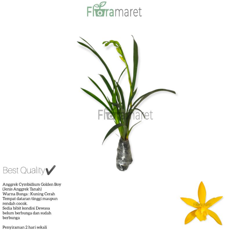 Anggrek tanah golden boy - cymbidium golden boy