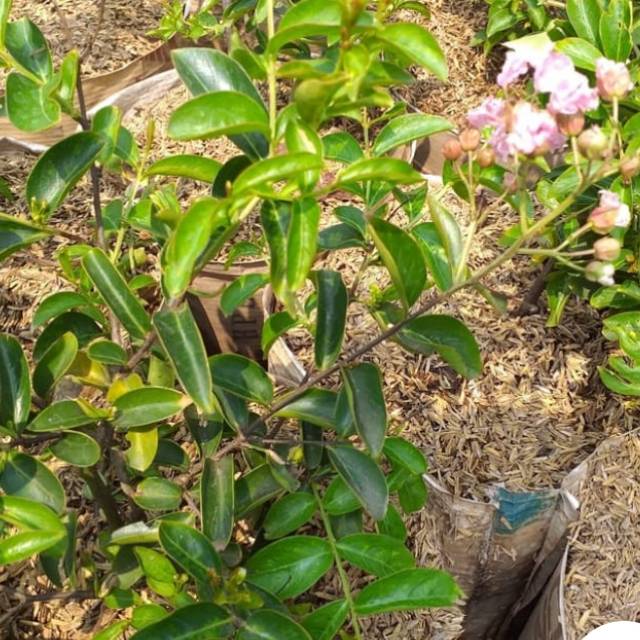 Bunga sakura / benih herbal / hiasan taman