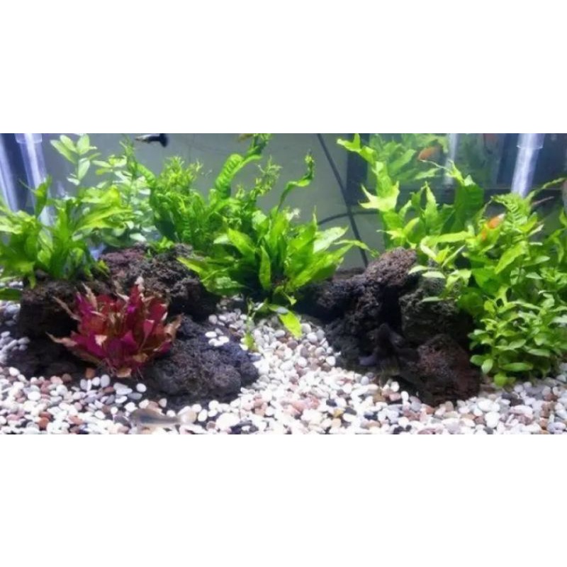 Jual Batu Koral Panca Warna Pancawarna Kerikil Hias Taman Aquarium Aquascape Tanaman Hidup