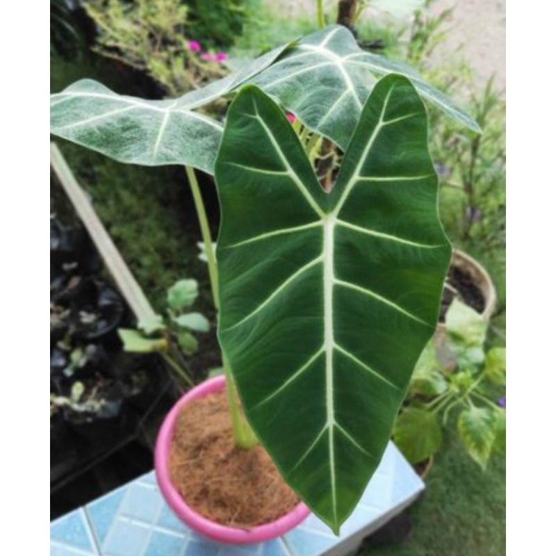 tanaman hias keladi neon-keladi neon