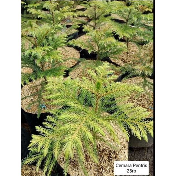 Cemara pentris