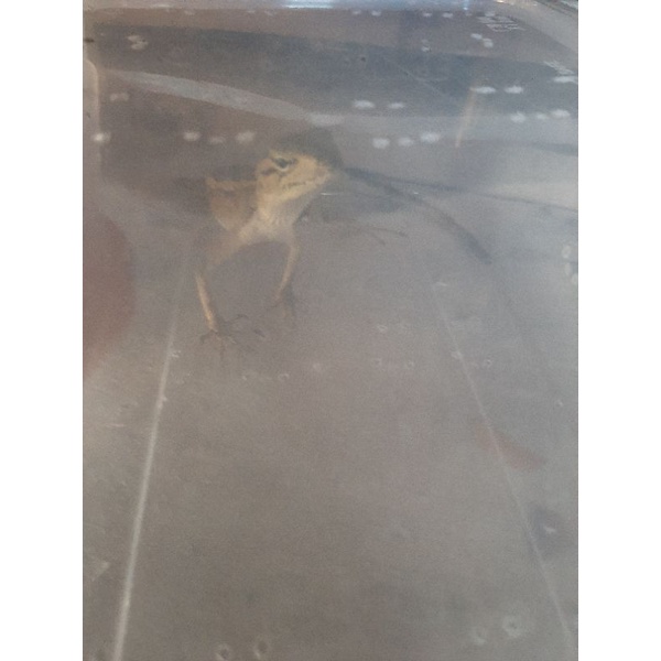 calotes bunglon taman baby