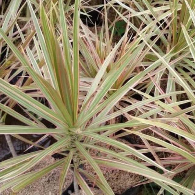 tanaman hias dracena tricolour / dracena tricolour