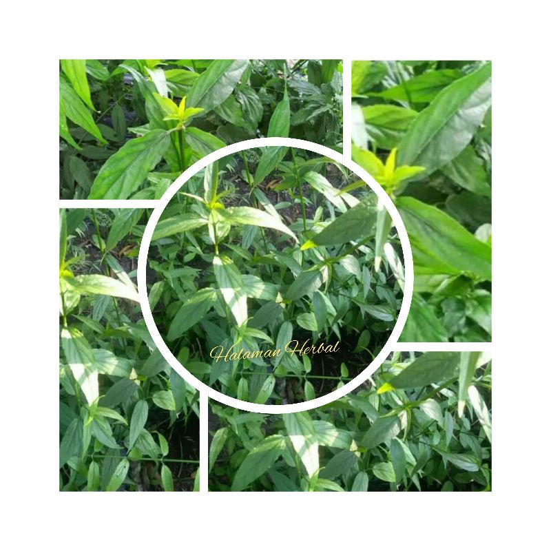 

Daun dandang gendis si pembunuh kangker segar1kg