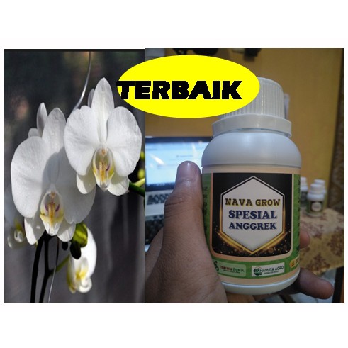 PUPUK TANAMAN ANGGREK BULAN