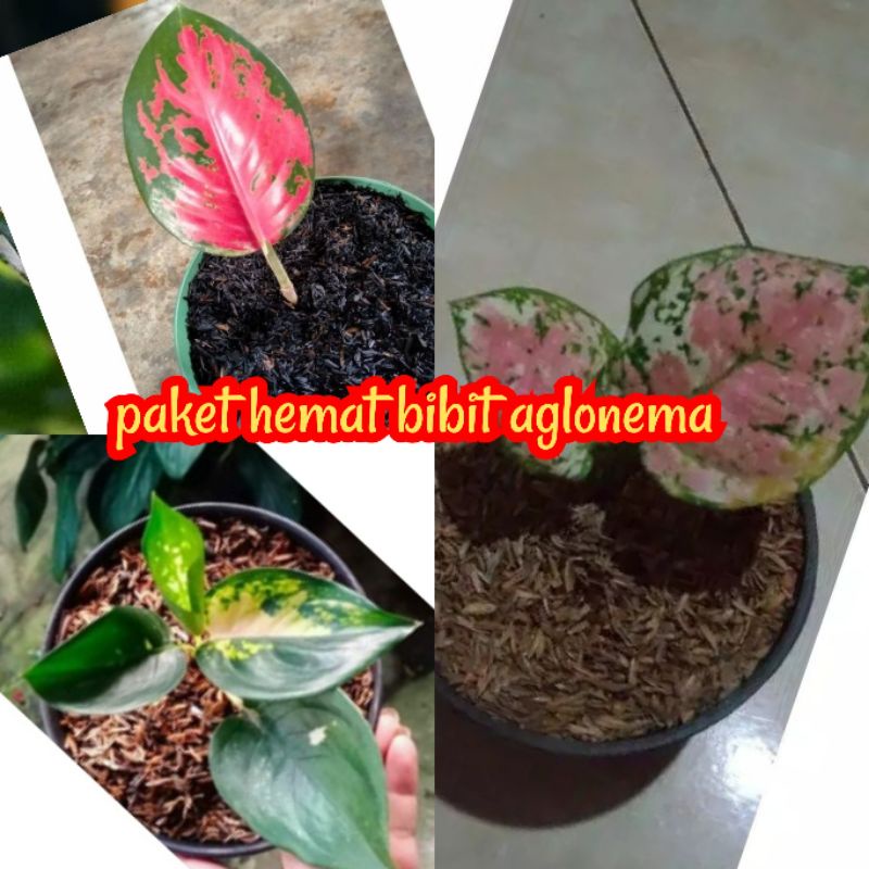 promo paket hemat 3 anakan/bibit aglonema termurah