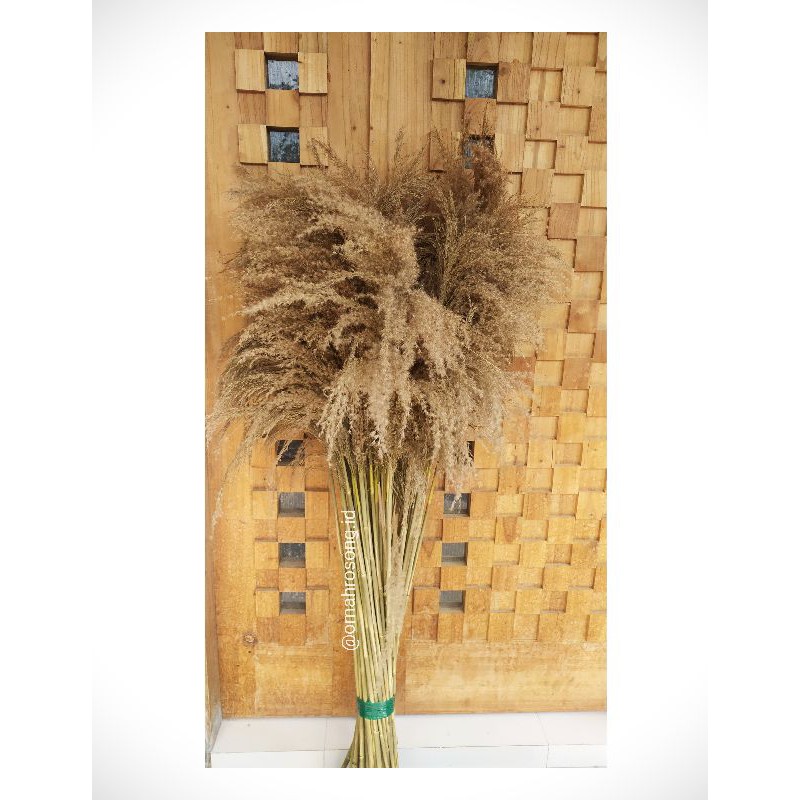 pampas bulu grass , pampas lokal , pampas bulu ukuran jumbo