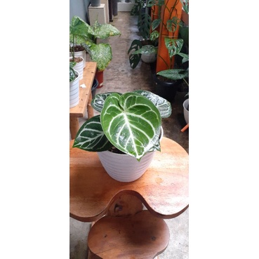 Anthurium Dorayaki Ori Stang Pendek