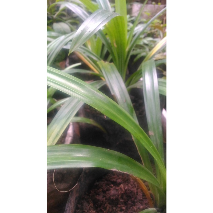 

978Eq0010W Bibit Pandan / Pandan Wangi / Pandan / Daun Pandan W5Q40112
