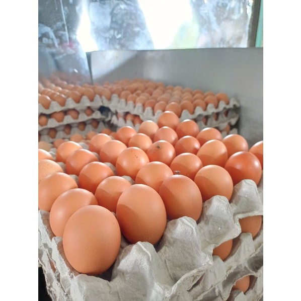 

TELUR KUALITAS SUPER