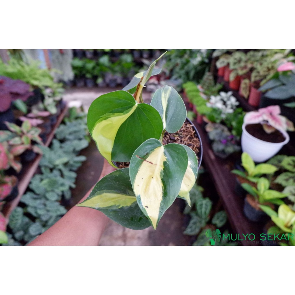 Tanaman hias sirih brazil Philodendron Brazil - Tanaman Air - aesthetic decor