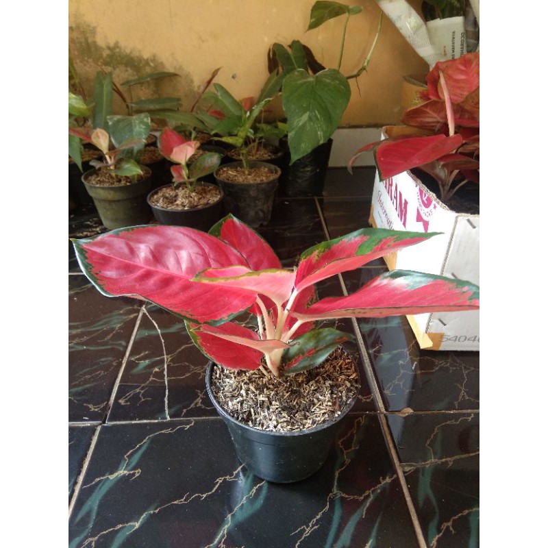 tanaman hias aglonema suksom-tanaman aglonema suksom-aglonema suksom