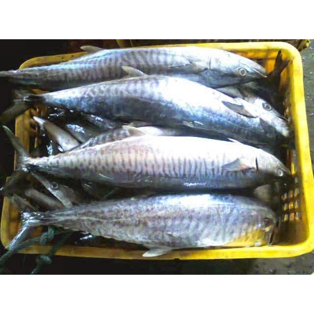 

Ikan Tenggiri Segar Fresh isi 3-5 /1kg