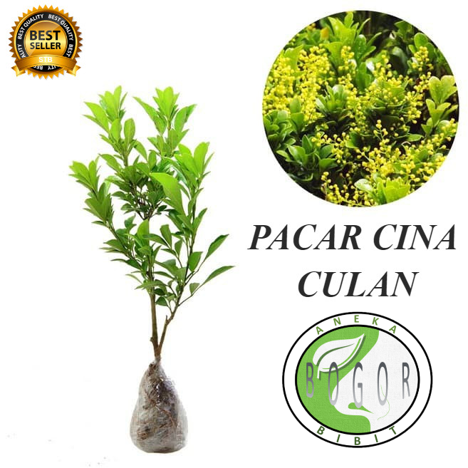 BIBIT POHON TANAMAN PACAR CINA CULAN