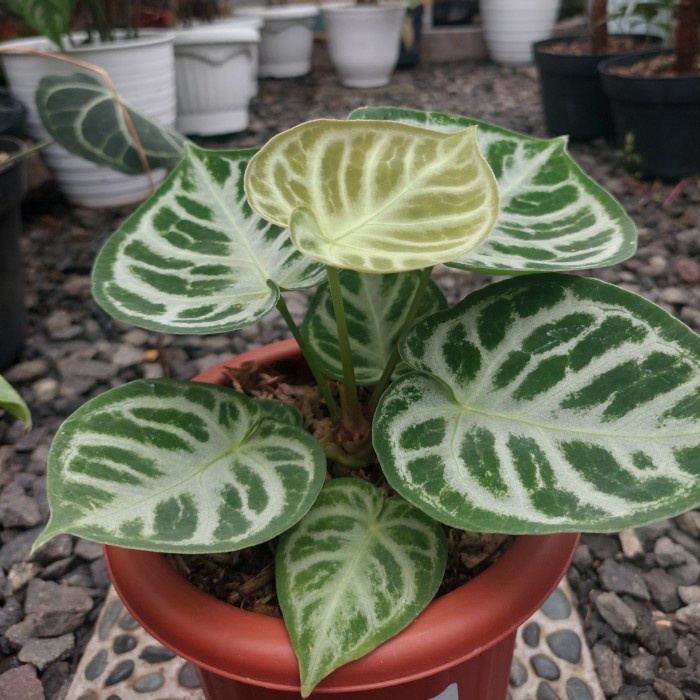 PROMO anthurium kuping gajah dorayaki mangkok