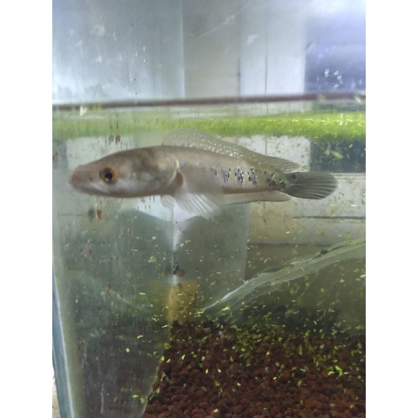 

channa marulius pseudo west 25cm