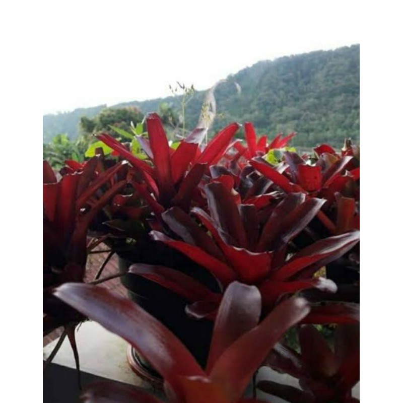 TANAMAN HIAS BROMELIA WARNA MERAH CABE |COD| TANAMAN HIDUP |TANAMAN HIAS MURAH