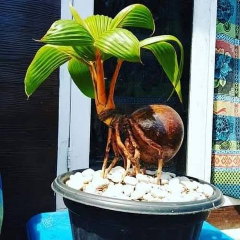 BONSAI KELAPA GAYA TAWON UNIK BENTUKNYA NUNGGING TERBARU