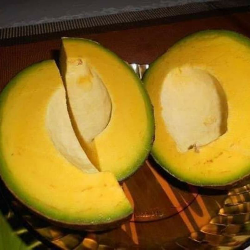 

Bibit Alpukat Markus Daging Tebal