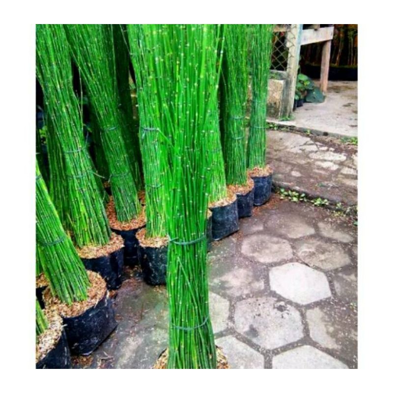 Promo Bambu Air Murah pBpWBOjSyRjgN7m