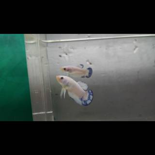 betta fish plakat blue rim male hiasan aquarium murah ikan